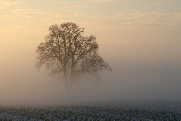 fot. shutterstock.com IMGW ostrzega przed gęstymi mgłami na wschodzie kraju