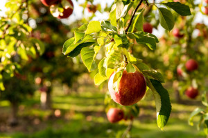 Ekologiczny Sad: Do dziś w starych nasadzeniach z 1927 r. mamy stare odmiany jabłoni (wywiad)