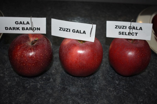 fot. sadyogrody Którą Gale wybrać? Porównanie odmian Gala Dark Baron, Zuzi Gala Select, Zuzi Gala