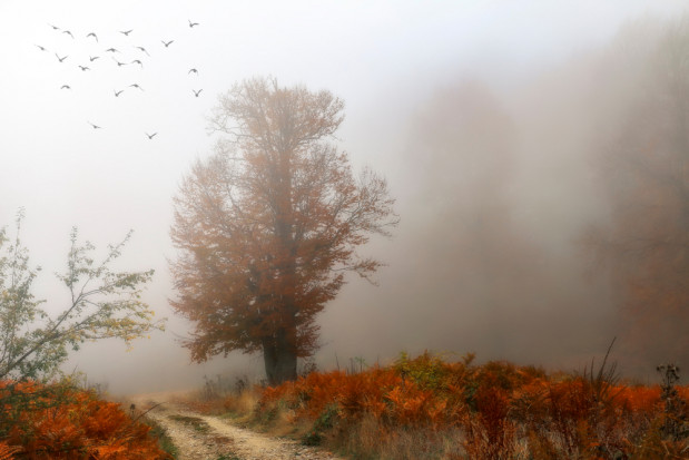fot. shutterstock.com IMGW przewiduje ulewny deszcz i silny wiatr