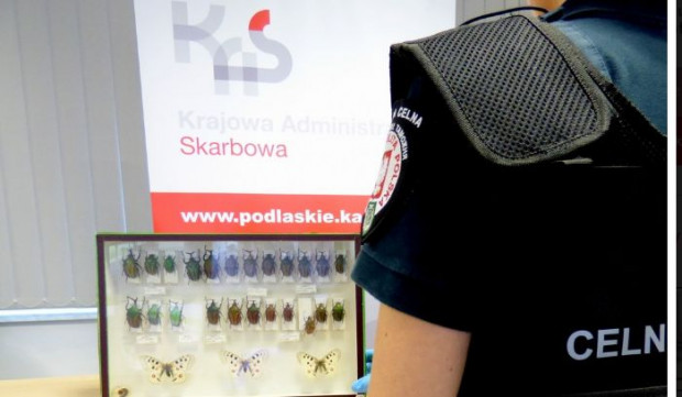 fot. za podlaskie.kas.gov.pl Podlaskie: KAS zatrzymała kolekcję owadów; były w niej gatunki chronione