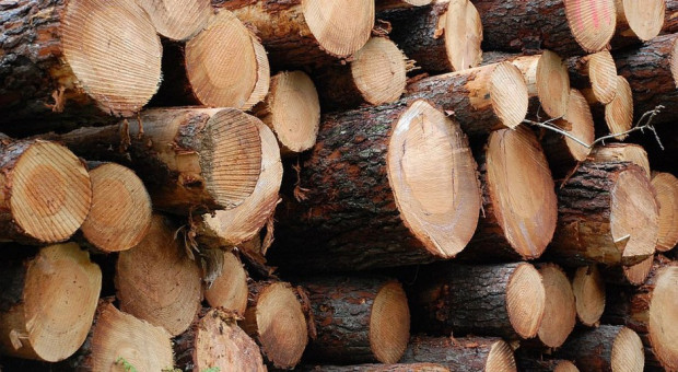 fot. pixabay.com Lasy Państwowe: nowe zasady sprzedaży drewna będą obowiązywać przez dwa lata