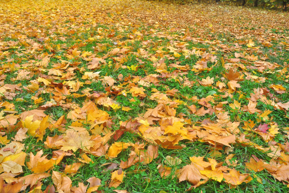 Pozostawianie opadłych liści oznacza wiele korzyści przyrodniczych