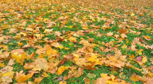 Pozostawianie opadłych liści oznacza wiele korzyści przyrodniczych
