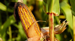 UE: Polska podniosła w Brukseli sprawę nadmiernego importu kukurydzy z Ukrainy 