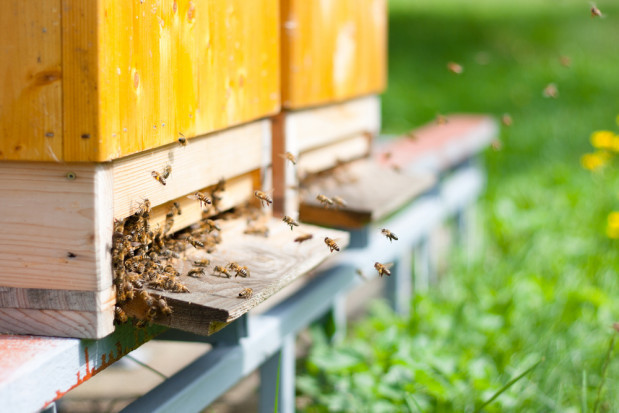 fot. shutterstock.com Podlaskie: w szkole rolniczej w Dowspudzie powstanie pasieka