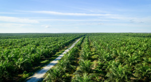Na plantacji palmowej jeden dron zastąpi 500 rolników