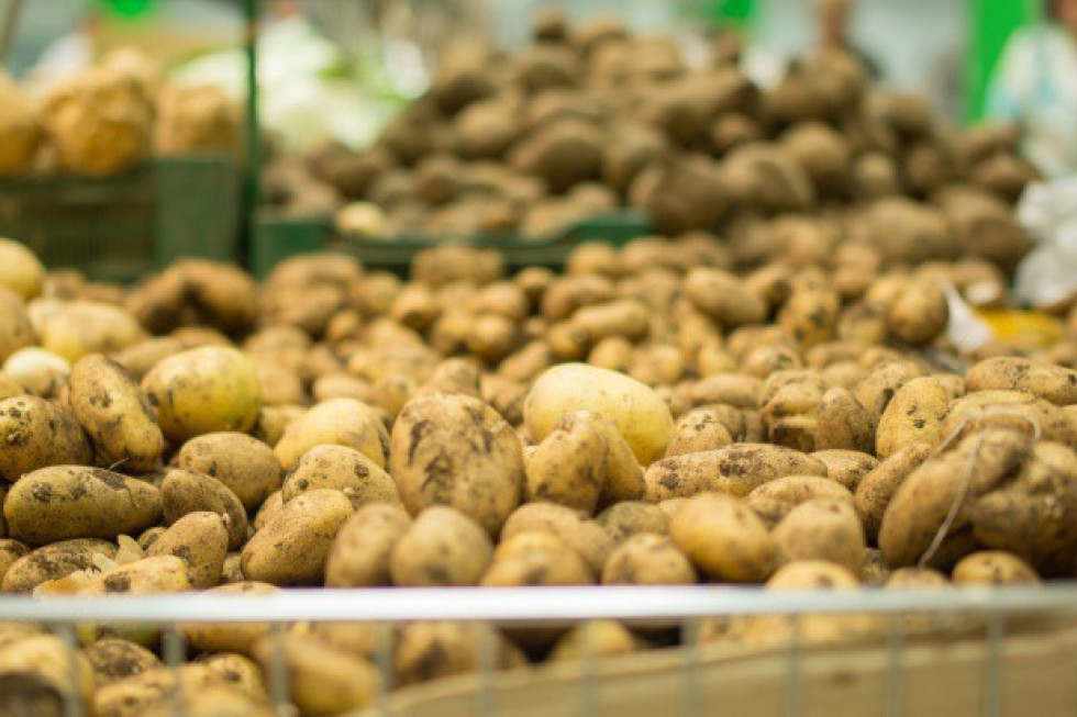 fot. shutterstock.com GUS: w październiku spadły ceny skupu podstawowych produktów rolnych