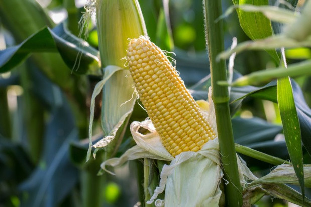 fot. shutterstock.com CIECH planuje kolejne rejestracje swoich środków ochrony roślin w Rumunii