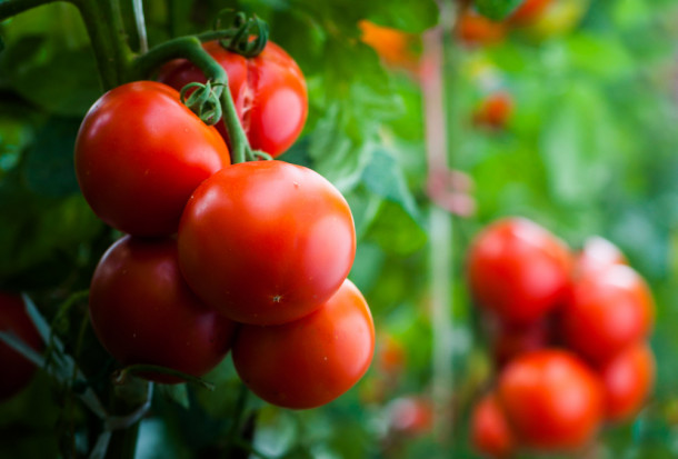 fot. shutterstock.com ToBRFV został wykryty w szklarni w Hiszpanii
