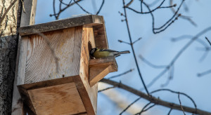 Podkarpackie: Leśnicy wieszają i konserwują budki dla ptaków