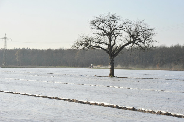 fot. shutterstock Plantatorzy truskawek zakończyli przygotowania upraw do zimy (video)