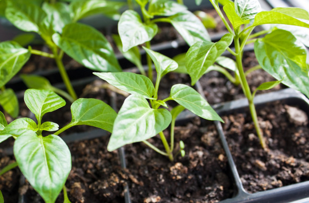Nowe przepisy zdrowia roślin – co zmieni się dla rolników? (wywiad)