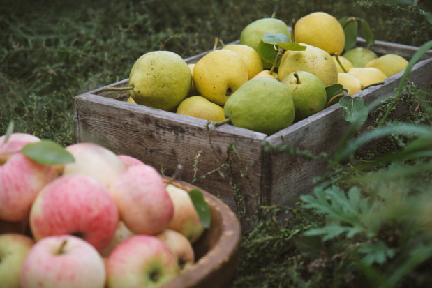 fot. shutterstock.com Raport: Produkujemy więcej owoców ekologicznych, mniej -warzyw i ziemniaków