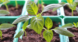 Rada Ministrów przyjęła projekt ustawy o ochronie roślin przed agrofagami