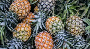 Od soboty turyści mogą wwieźć do UE tylko pięć typów owoców, np. ananasy i daktyle