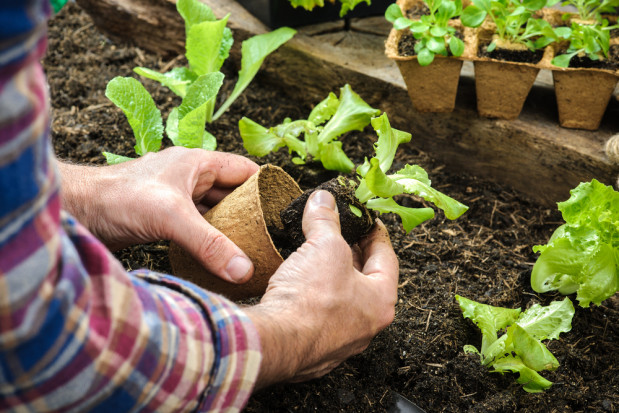 fot. shutterstock.com Nowe prawo zdrowia roślin – informacje dla amatorów ogrodników