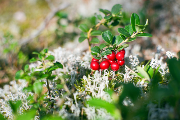fot. shutterstock.com 19 grudnia - Dzień wiecznie zielonych roślin