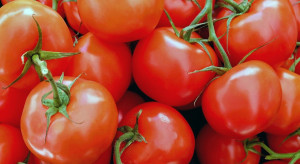  USA wstrzymują dostawy meksykańskiego pomidora podejrzewając przenoszenie ToBRFV