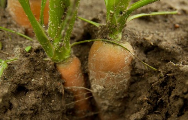 fot. shutterstock.com Sygnalizacją agrofagów zajmie się Instytut Ochrony Roślin i ODR-y (wideo)
