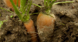 Sygnalizacją agrofagów zajmie się Instytut Ochrony Roślin i ODR-y (wideo)