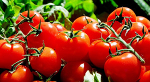 Kalisz: Azerbejdżanin podejrzany o oszukanie plantatorów pomidorów na 293 tys. zł