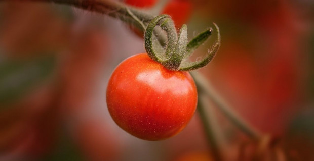 fot. pixabay.com Genetycznie zmieniony pomidor do szybkiej hodowli w mieście