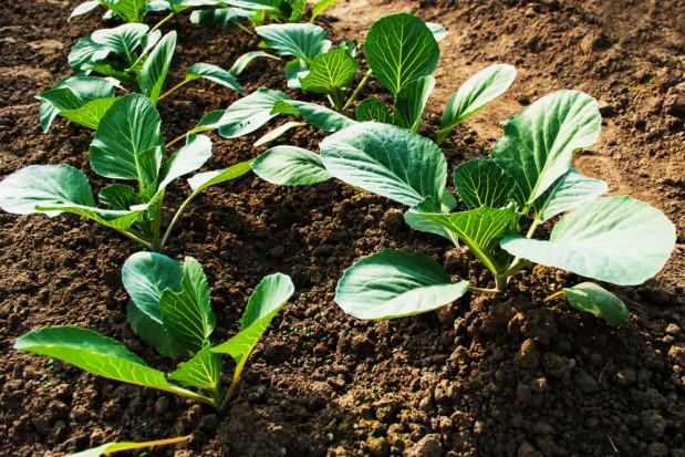 fot. shutterstock Zmiany klimatu to także zmiany w biologii rozwoju wielu patogenów (video)