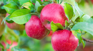 Roboty zbierające jabłka zadebiutują w USA w stanie Waszyngton (wideo)