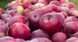 ZSRP opublikowało odpowiedź MRiRW ws. importu jabłek z Ukrainy