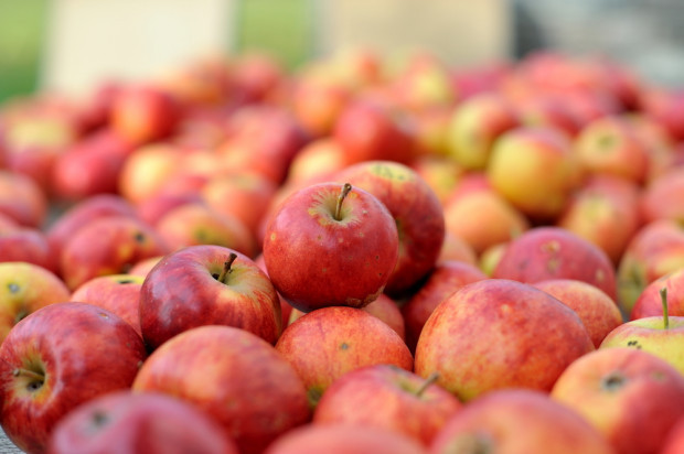 Mazowsze: Jakie ceny jabłek przemysłowych?