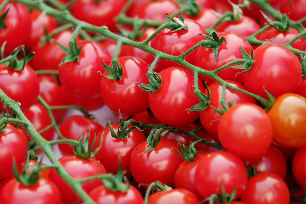 fot. pixabay.com Europejscy konsumenci preferują mniejsze odmiany pomidorów
