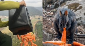 Pożary w Australii: Tony marchewek zostały zrzucone zwierzętom