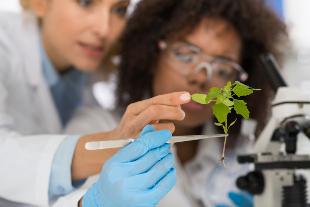 fot. shutterstock Biotechnolodzy są coraz bliżej opracowania odpornych na wirusy odmian warzyw (video)