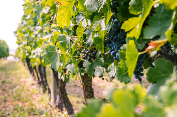 fot. shutterstock 40 winnic w przewodniku po małopolskich winnicach