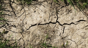 Bezśnieżna i ciepła zima uniemożliwia odbudowę wilgoci w glebie