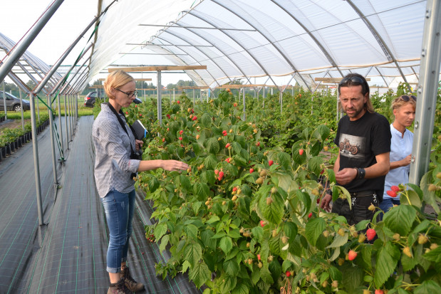 Dr Katarzyna Król, mgr Joanna Jagła na plantacji Delniwy Rośnie zainteresowanie uprawą nowych odmian malin (wywiad+zdjęcia)