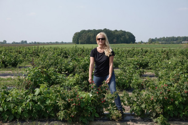 Dr Agnieszka Orzeł na plantacji odmiany Delniwa Rośnie zainteresowanie uprawą nowych odmian malin (wywiad+zdjęcia)