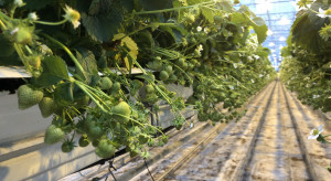 Okiem Doradcy  Jagodowego: Zaawansowana technologia uprawy truskawki w Niderlandach