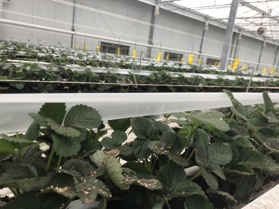 Białe taśmy nad roślinami służą do wzbogacania atmosfery szklarni w dwutlenek węgla/ fot. Doradca Jagodowy
Okiem Doradcy Jagodowego: Zaawansowana technologia uprawy truskawki w Niderlandach