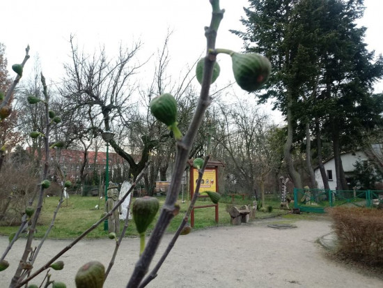 fot. JAROSŁAW MIKIETYŃSKI W Ogrodzie Botanicznym w Bydgoszczy pojawiły się kwiaty i pierwsze owoce