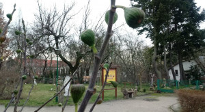 W Ogrodzie Botanicznym w Bydgoszczy pojawiły się kwiaty i pierwsze owoce