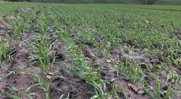 fot. za Farmer.pl Prof. Doroszewski z IUNG: pogoda na razie nie szkodzi uprawom polowym