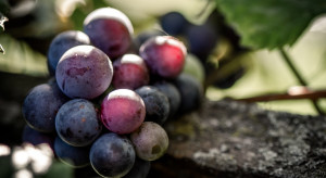 Cytospora viticola - zagrożenie dla winorośli