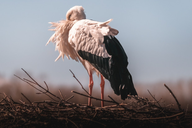 fot. unsplash.com Suwałki: na polskim biegunie zimna pojawił się bocian