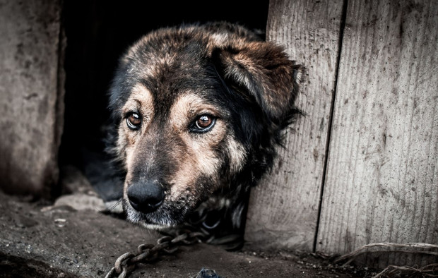fot. shutterstock.com Szef PSL: jestem przeciwnikiem trzymania zwierząt na łańcuchu