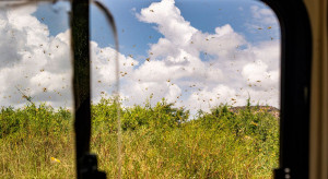Inwazja szarańczy w Kenii bije w rolnictwo