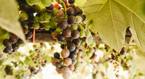 Ocieplanie się klimatu ma pozytywny wpływ na uprawę winorośli w Polsce