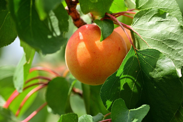 Nowy szkodnik zagrozi sadom morelowym w Europie?/ fot. pixabay PIORiN informuje o nowym szkodniku moreli w Europie