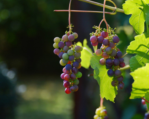 Do Polski Arboridia kakogawana mógłby przeniknąć na materiale szkółkarskim/ fot. pixabay.com Nowy szkodnik może wywoływać straty w uprawach winorośli w Europie